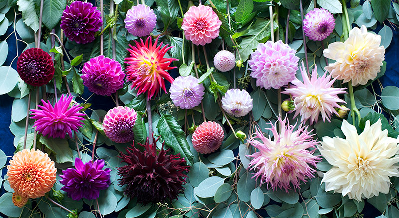 olika sorter av dahlia - x